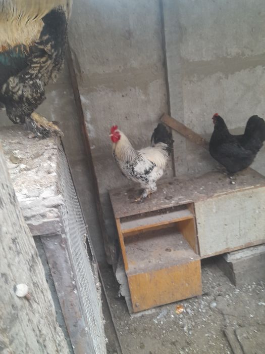 Продам молодых петухов