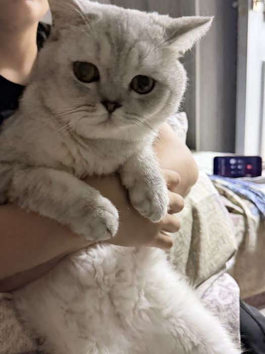 Вязка кошек. Мушук кошиш