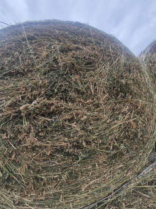 Baloți lucernă 120×120