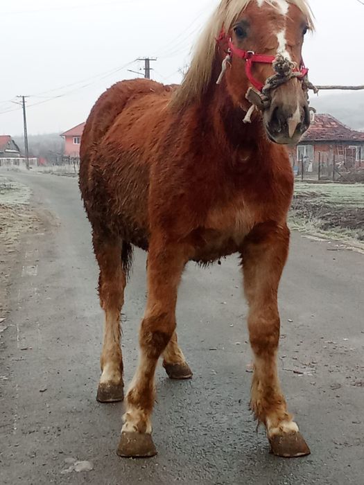 Vindem o manza frumoasa manza este grea este sarga cu coamele albe
