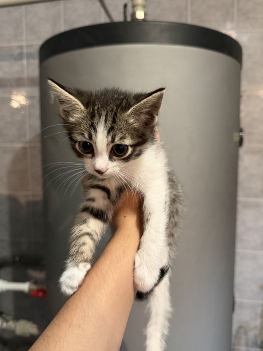 Котятя Алматы!!!