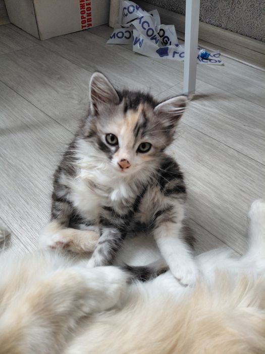 Отдам котят в добрые руки