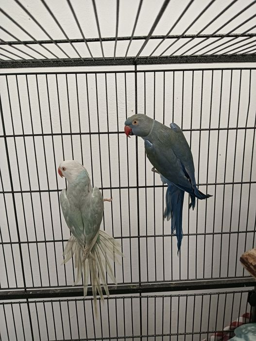 Papagali vorbitori Micul Alexandru perechi mature și pui