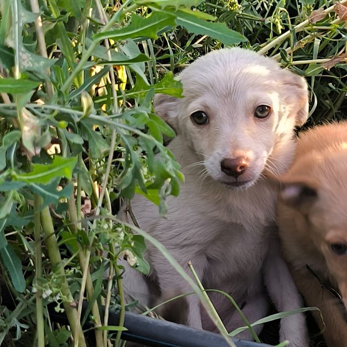 Отдам щеночков  бесплатно