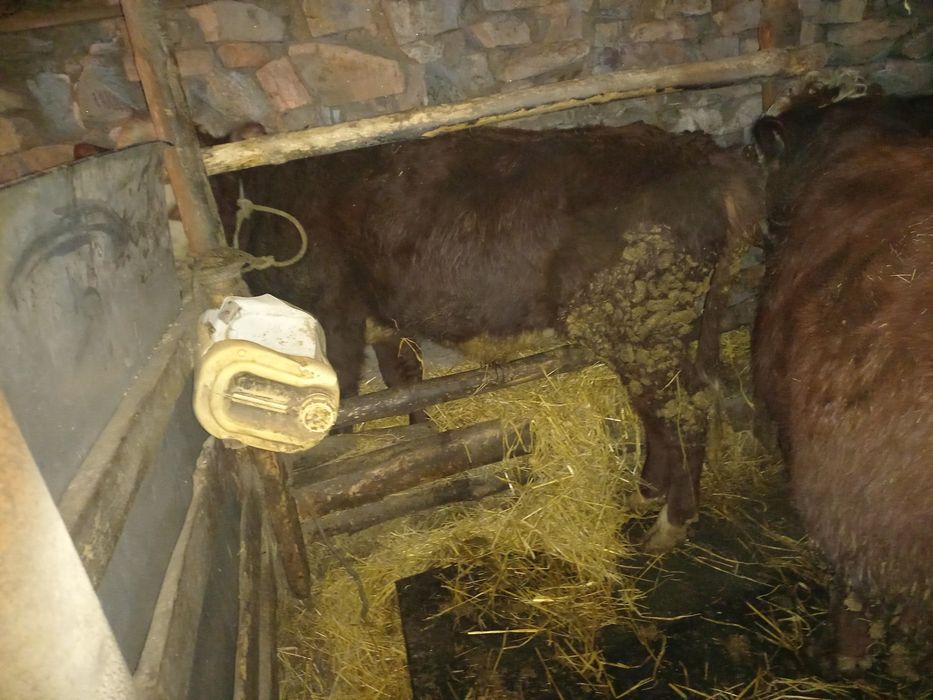 Продам быков подсосные