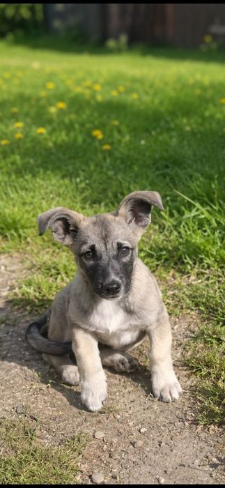 Щенки мальчик и девочка 3и 2  мес звоночки