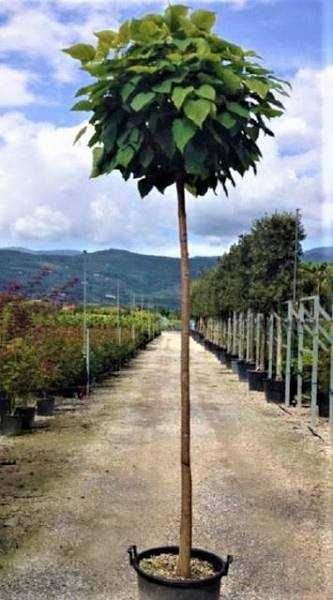 Amenajăm grădini folosind o gamă largă de plante – Transport și plantare