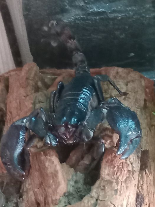 Чорный лесной скарпион.