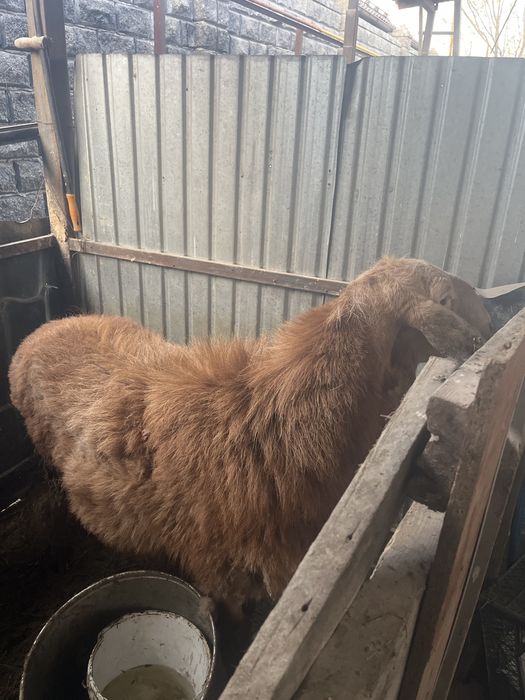 Қошқар порда Арашан