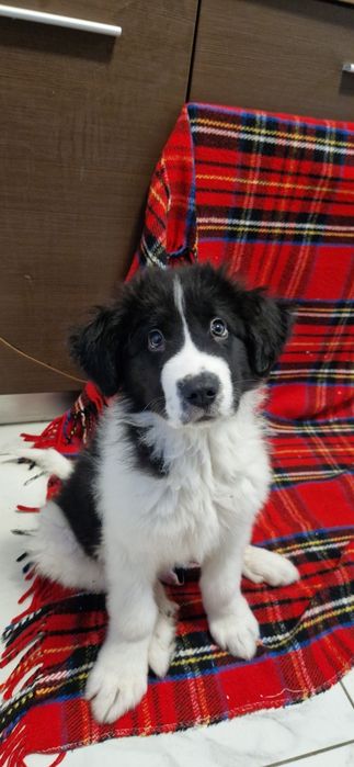 Ciobănesc de bucovina