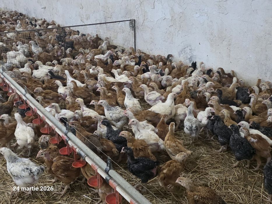 Pui alb de carne și rasa mixta