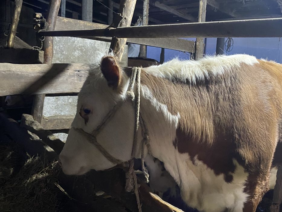 Корова подсосная с теленком