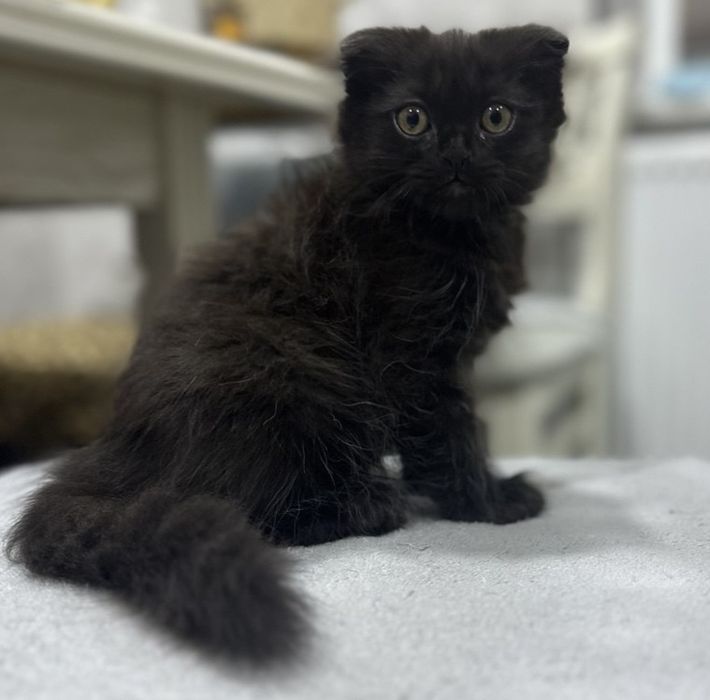 Продается котонек