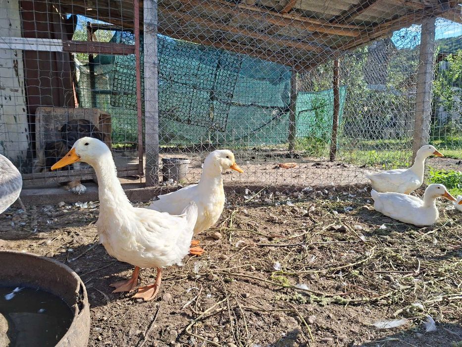 Rate albe crescute in gospodărie