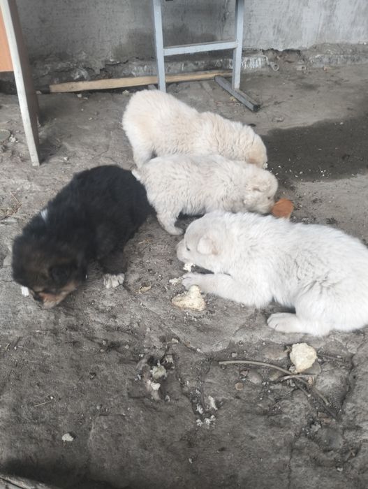 Алабай щенки хорошие