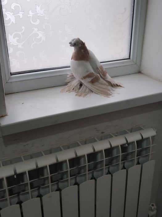 Голубы двухшубые