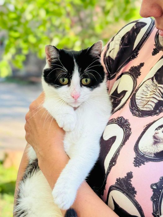 Коте Kари търси своя дом