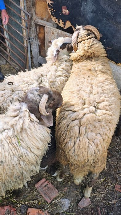 Продавам 2бр КОЧОВЕ