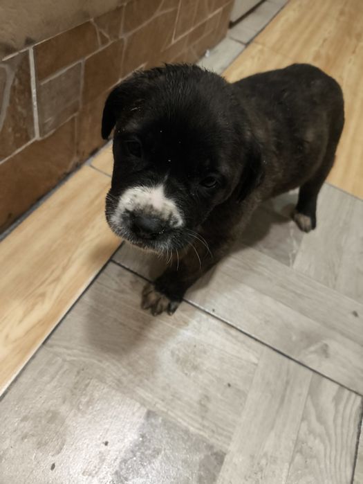 Кане  Корсо / Сао Алабай