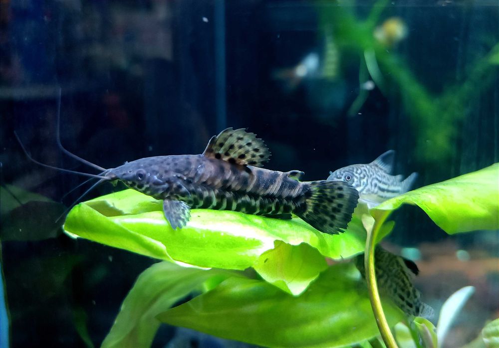 Аквариумные рыбки