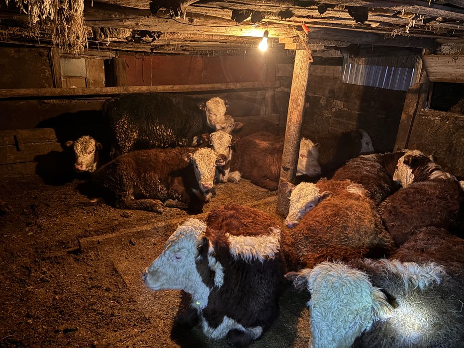 Ак бас букалар, белоголовые быки