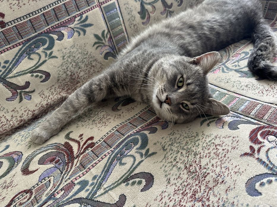 Отдам кота в добрые заботливые руки