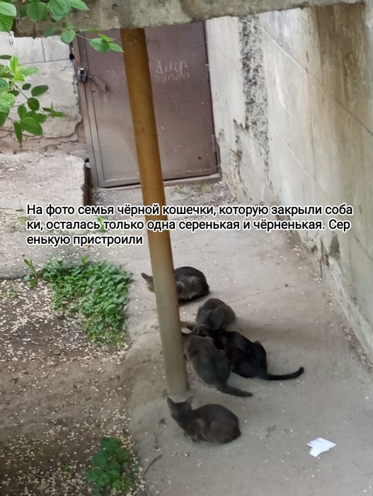 Черная красавица, срочно!