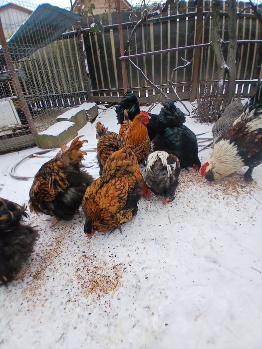 Vând  cocosi  de  rasă