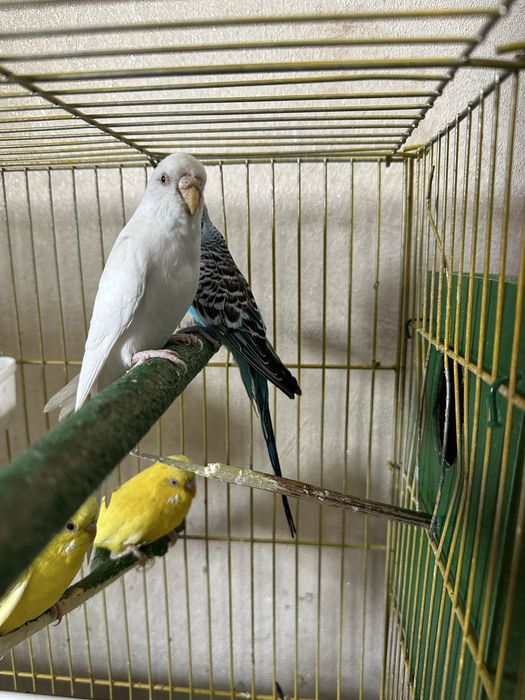 Valnistiy papugaylar sotiladi