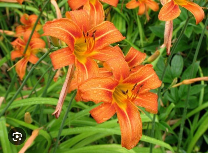 Цветы садовые многолетние