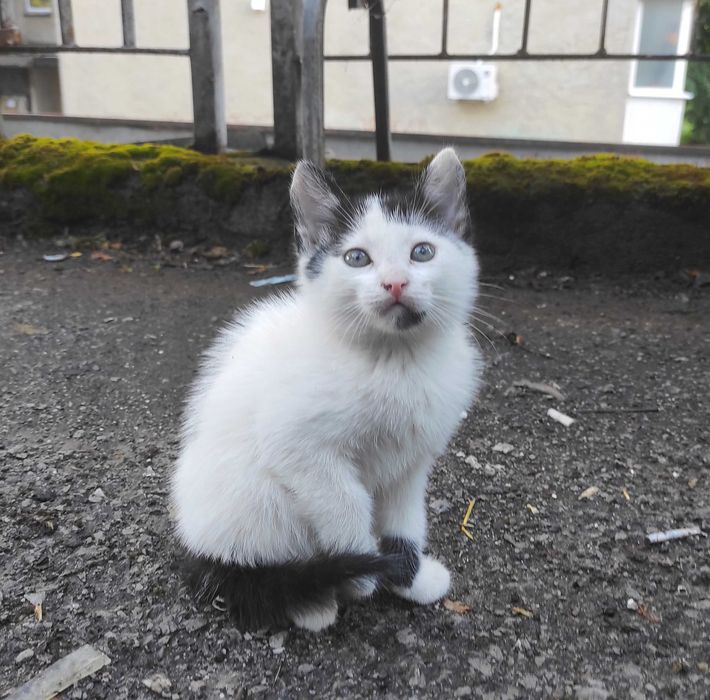 Котета търсят дом