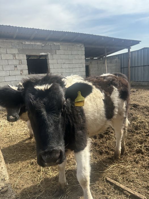 1 жас 1 ай, три тёлки.