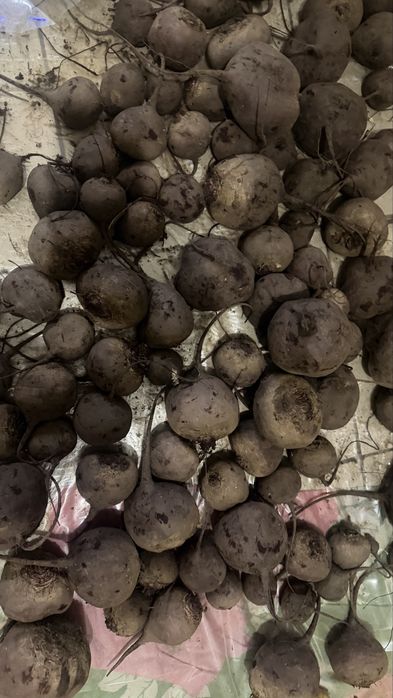 Продам домашиц свекла