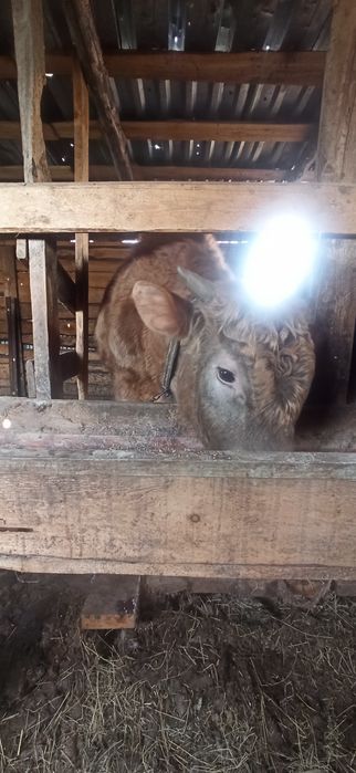 Продам бычка с откорма