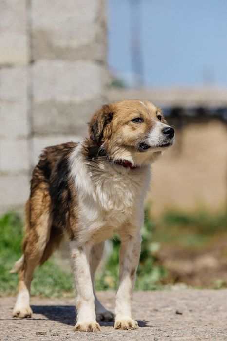 Оскар ждет свою семью!