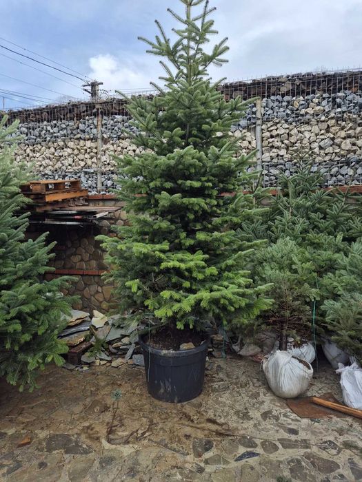 brazi argintii si normandian diferite dimensiuni pentru craciun