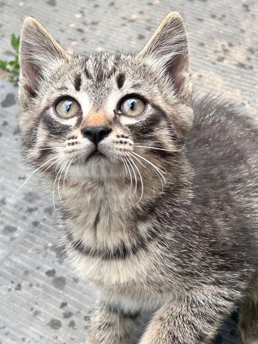 Котята в хорошие руки