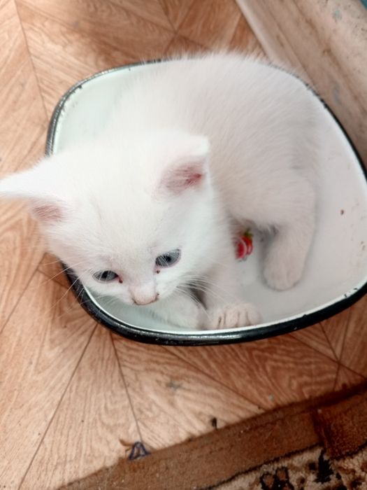 Продам котят шотландских страйт