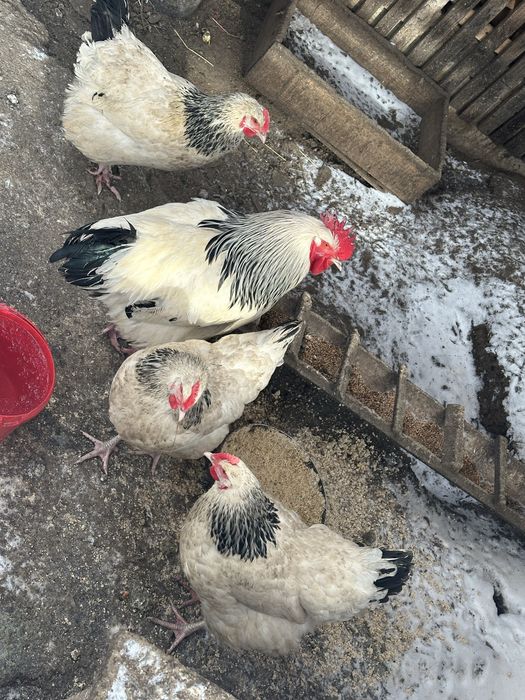 Vand oua de incubat Wiandotte si Sussex