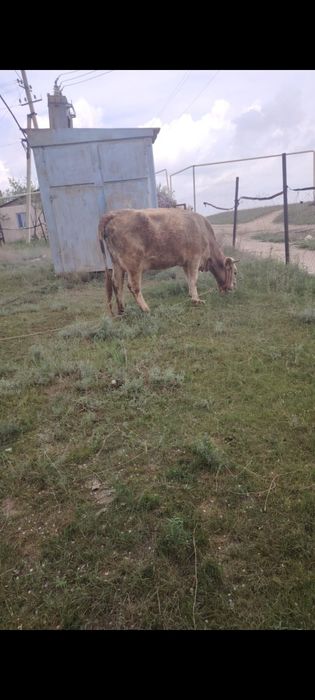 Бызаулы Сыйыр сүтті