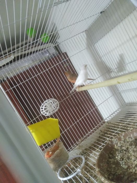 Канарека сотилади таёр мода