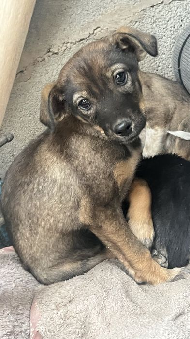 Щенки в добрые руки