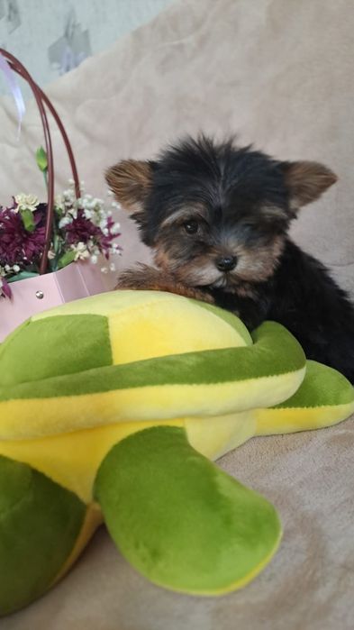 Очаровательные щенки мини йорк