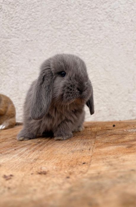 Iepuri pitici de companie mini lop/berbec pitic/holland lop