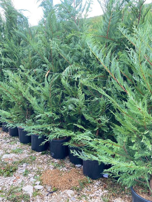 Cupressocyparis Leylandii – plante viguroase, prindere sigură