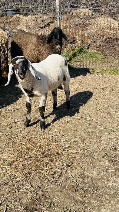 Oi carabase sarbesti