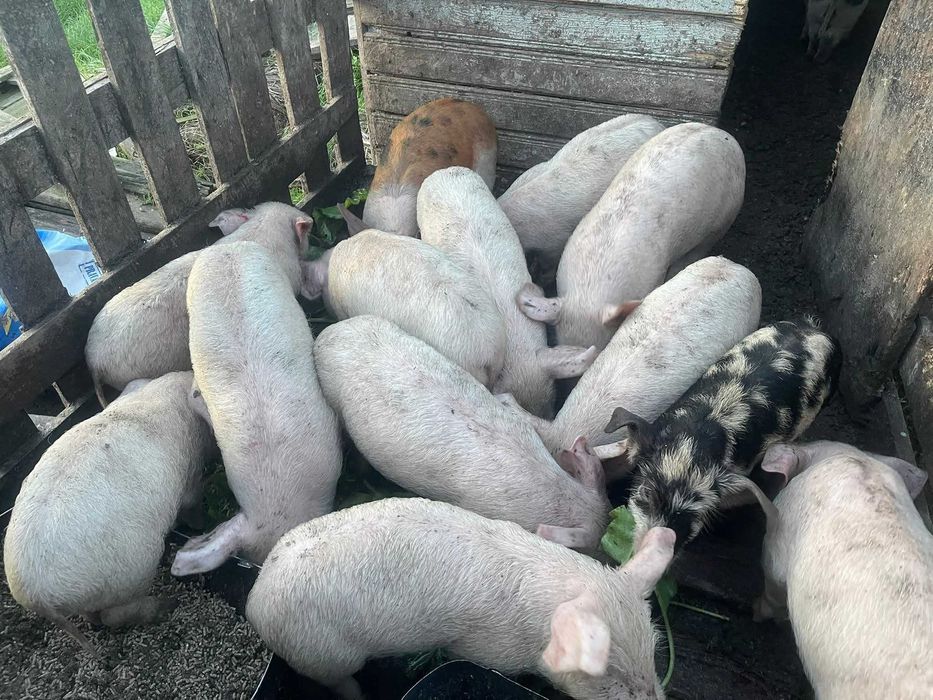 Малки прасенца на 2 месеца