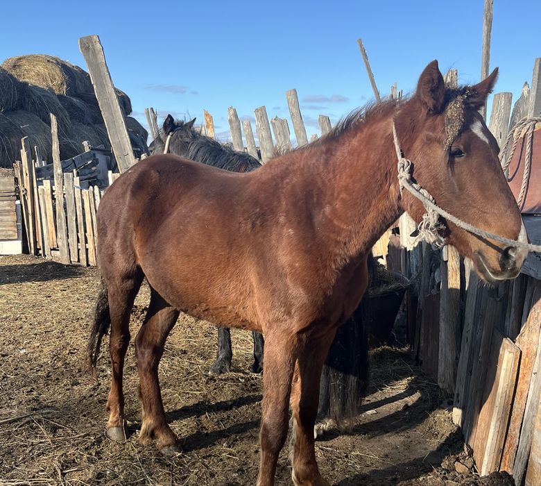 Продам лошадь 3 года