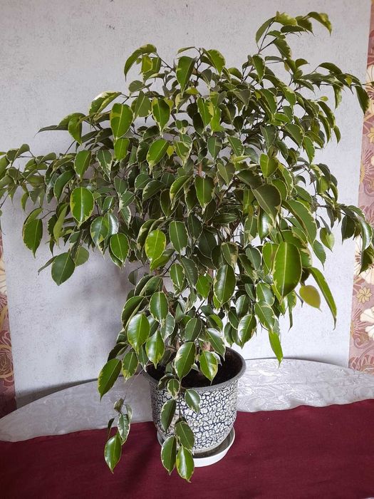 Продавам стайни растения БЕНДЖАМИН