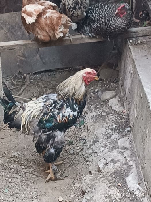 Продам молодого петуха